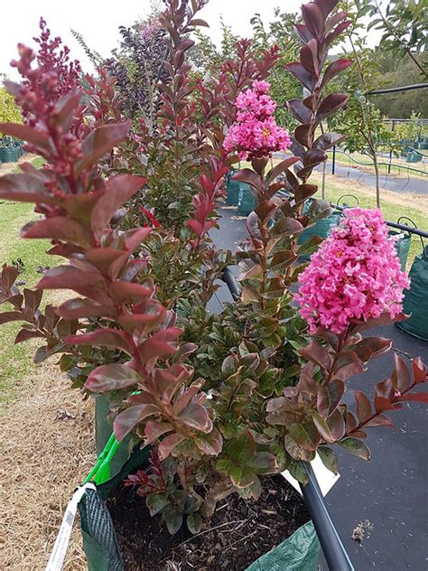 Preserving the natural beauty of Coral Magic Lagerstroemia Indica shrubs